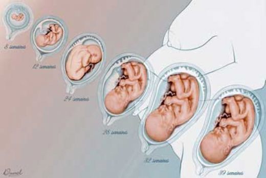 9 Haftalk Gebelikte Karn Ars