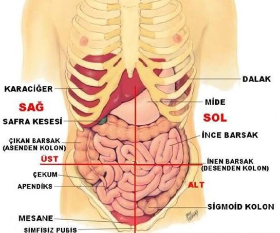 Sol Kaburga Ars